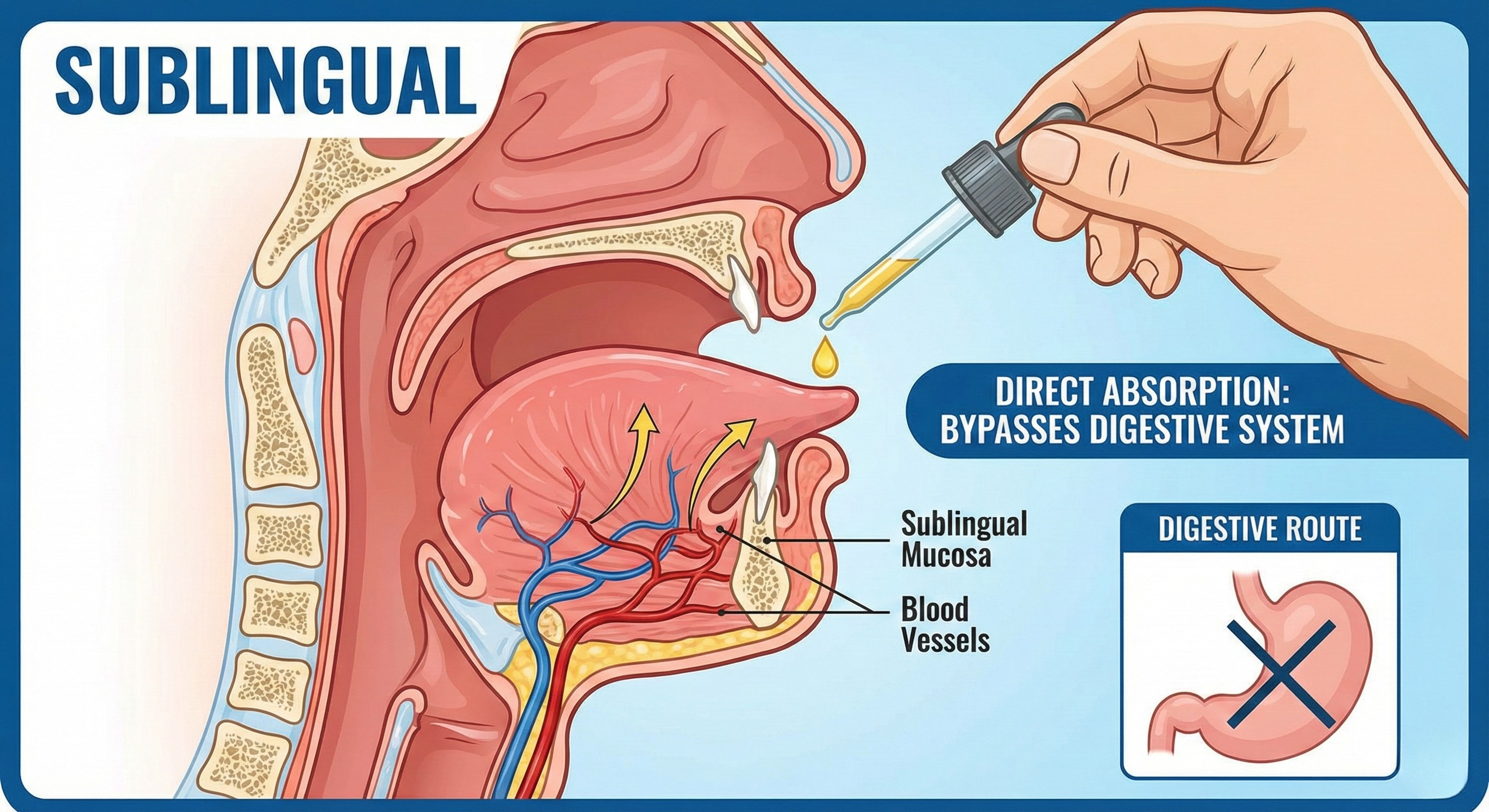 Sublingual vs Digestive Route Diagram